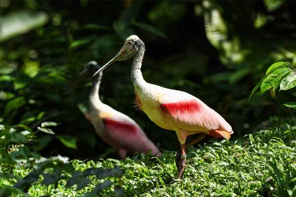 Birds